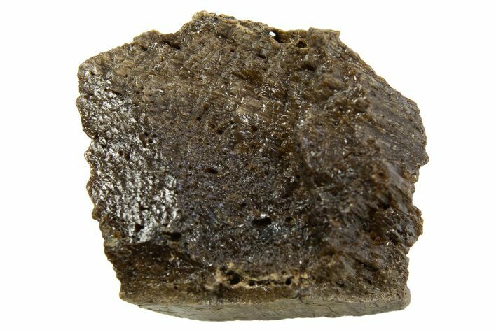 Fossil Tyrannosaur (T rex) Bone Section - Wyoming #313940